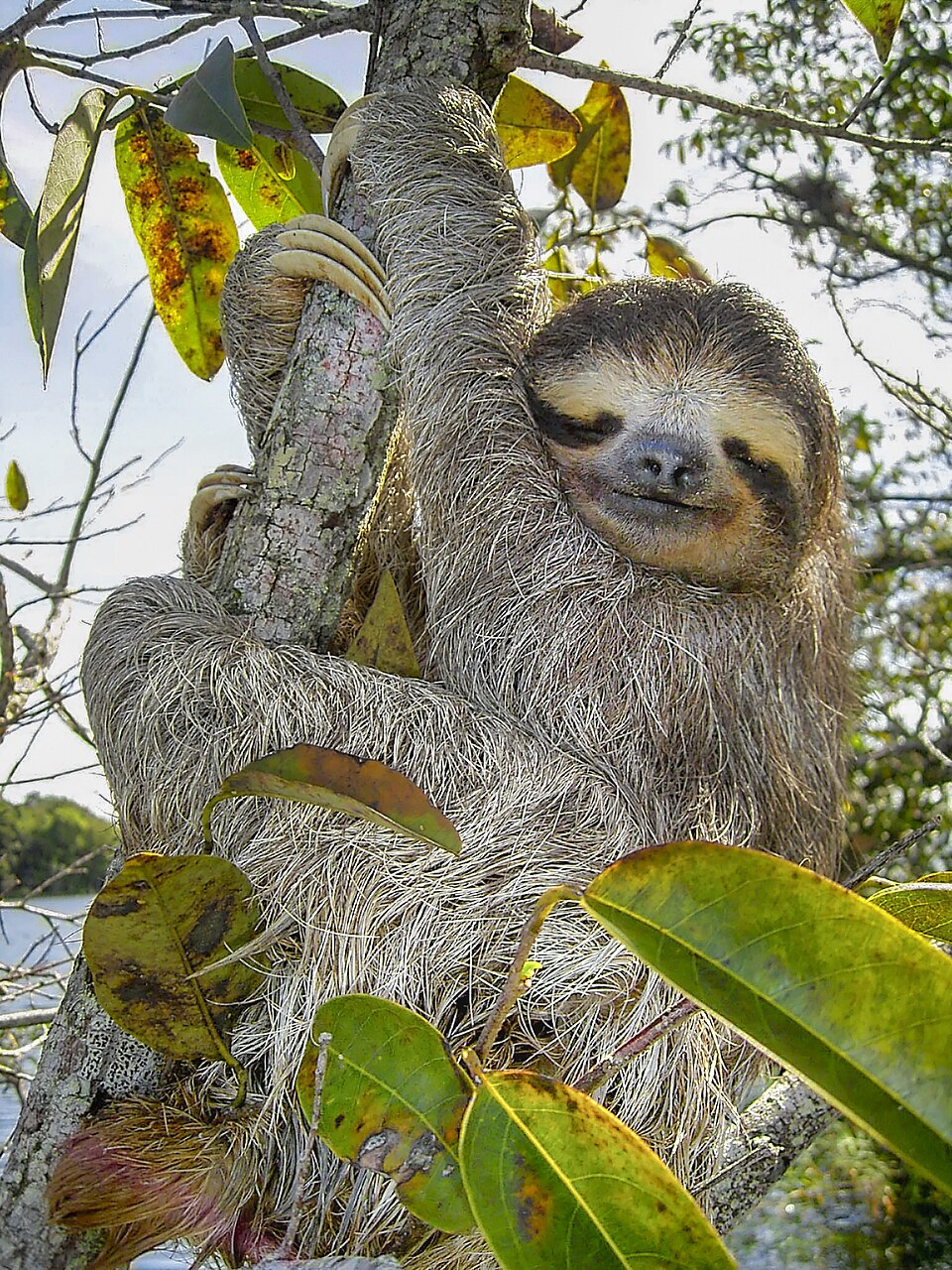 Endemic birdlife