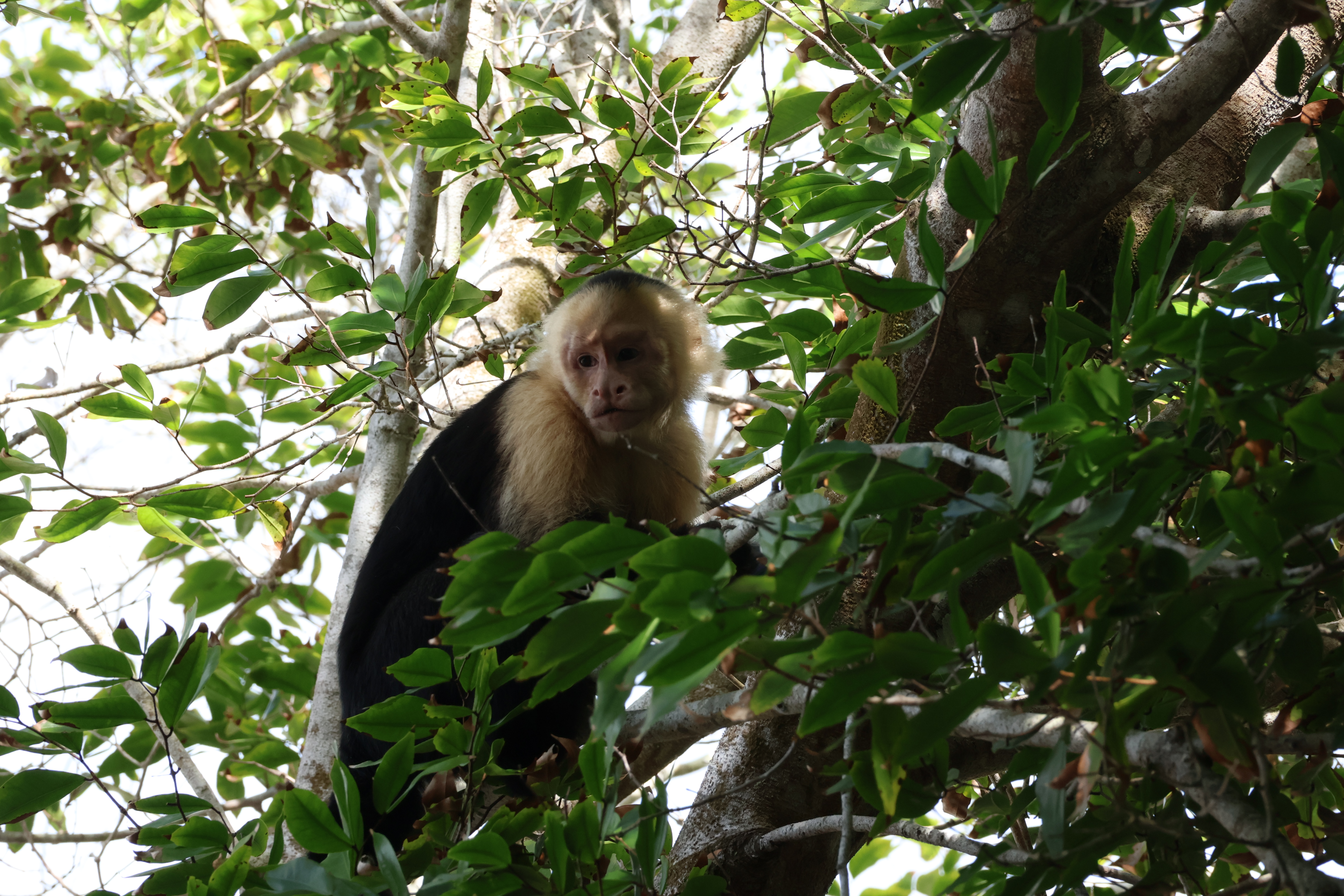 Wildlife on site