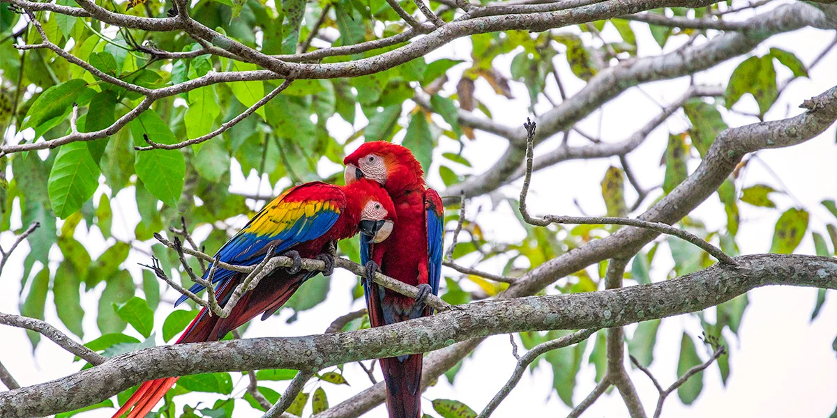 Sloths & primary rainforest